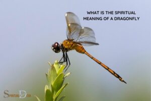 What Is the Spiritual Meaning of a Dragonfly? Adaptability