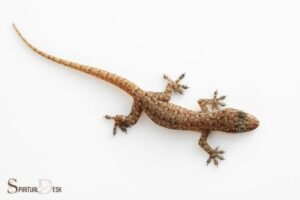 What Is the Spiritual Meaning of a Gecko? Adaptability!