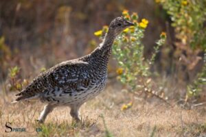 What Is the Spiritual Meaning of a Grouse? Self-Awareness