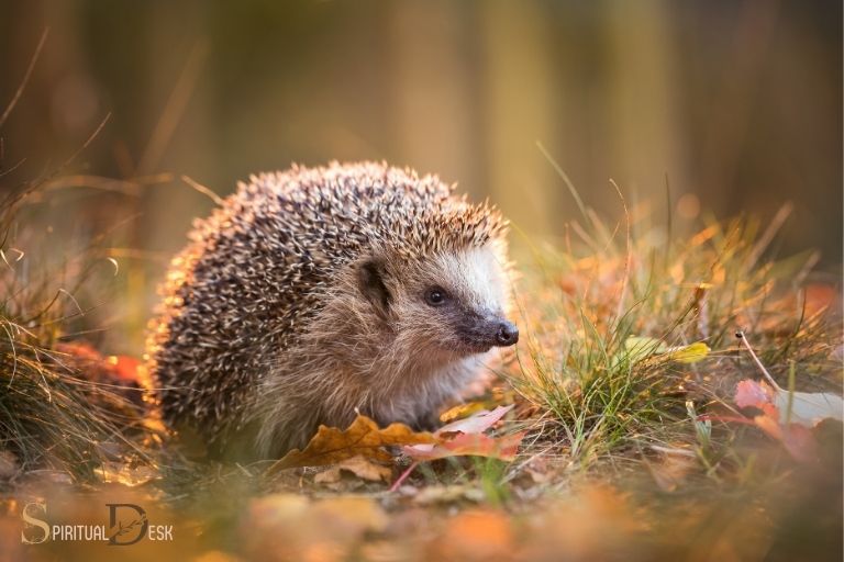 What Is The Spiritual Meaning Of A Hedgehog? Intuition!