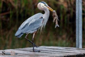 What Is the Spiritual Meaning of a Heron? Self-Discovery!