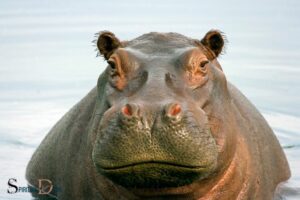What Is the Spiritual Meaning of a Hippo? Strength, Power!