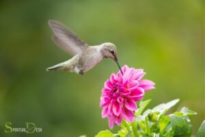 What Is the Spiritual Meaning of a Hummingbird? Joy, Love!