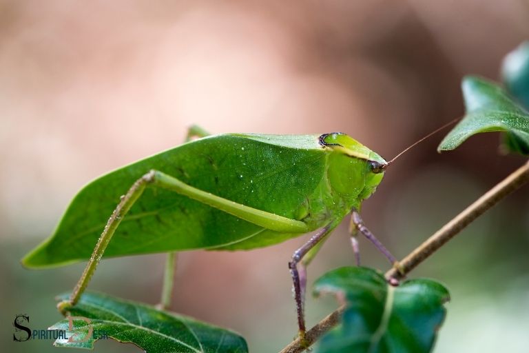 What Is the Spiritual Meaning of a Katydid