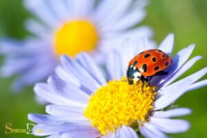 What Is the Spiritual Meaning of a Ladybug? Good luck!