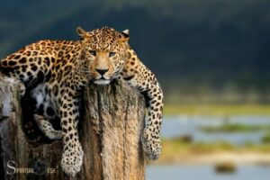What Is the Spiritual Meaning of a Leopard? Strength!