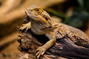 What Is the Spiritual Meaning of a Lizard? Transformation