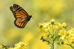 What Is the Spiritual Meaning of a Monarch Butterfly? Growth