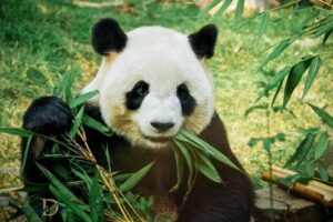 What Is the Spiritual Meaning of a Panda? Balance, Peace!