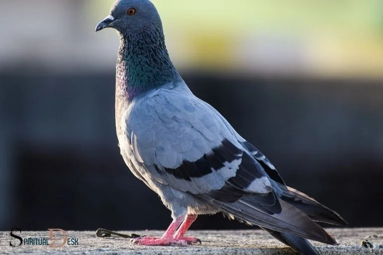 Pigeons Messengers from the Divine Realm Nature Blog Network