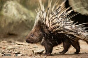 What Is the Spiritual Meaning of a Porcupine? Self-Reliance