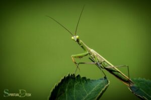What Is the Spiritual Meaning of a Praying Mantis? Stillness