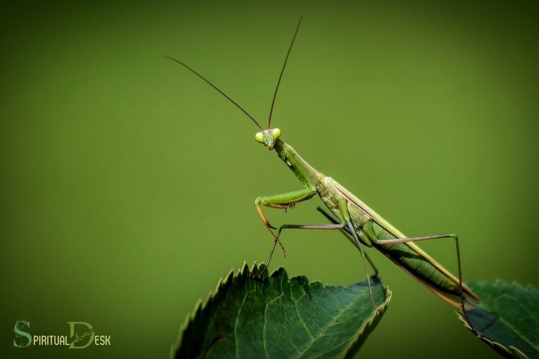 What Is the Spiritual Meaning of a Praying Mantis