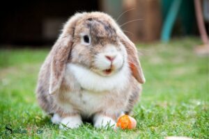 What Is the Spiritual Meaning of a Rabbit? New Beginnings