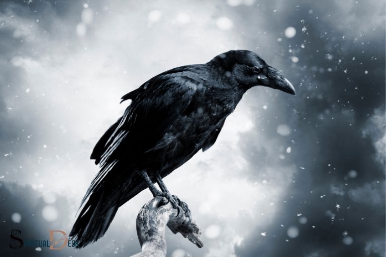 What Is the Spiritual Meaning of a Raven