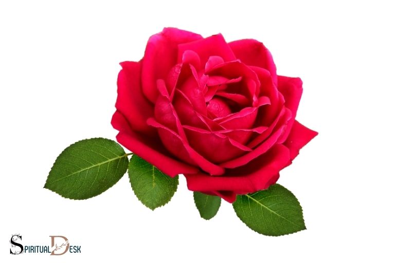 What Is the Spiritual Meaning of a Red Rose