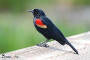 What Is the Spiritual Meaning of a Red Winged Blackbird