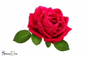 What Is the Spiritual Meaning of a Rose? Divine Love, Purity