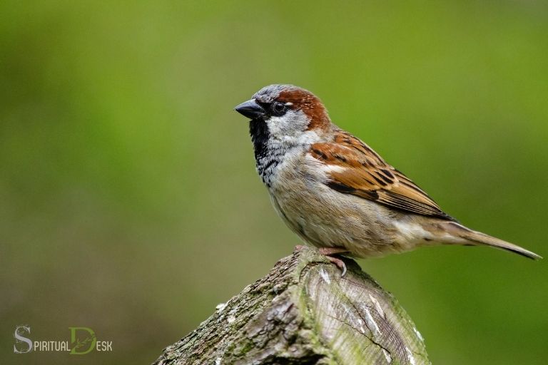 What Is the Spiritual Meaning of a Sparrow