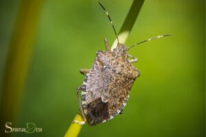 What Is the Spiritual Meaning of a Stink Bug? Stillness!