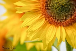What Is the Spiritual Meaning of a Sunflower? Positivity!