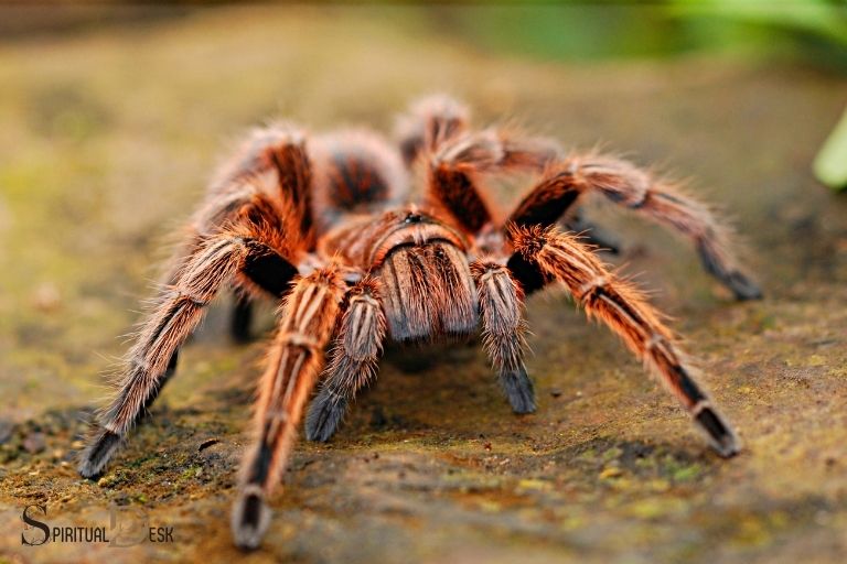 What Is the Spiritual Meaning of a Tarantula