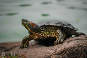 What Is the Spiritual Meaning of a Turtle? Longevity!