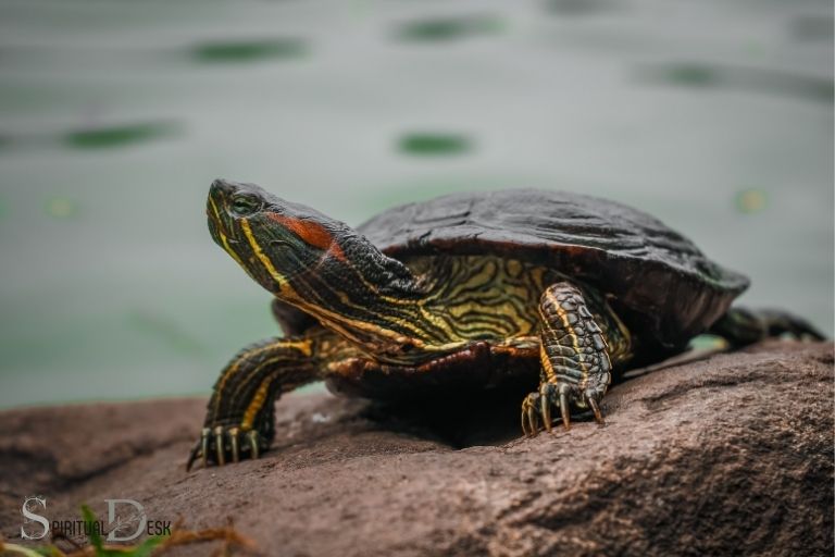 what-is-the-spiritual-meaning-of-a-turtle-longevity