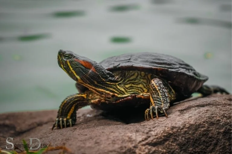 What Is the Spiritual Meaning of a Turtle
