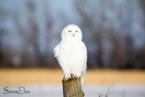 What Is the Spiritual Meaning of a White Owl? Intuition!