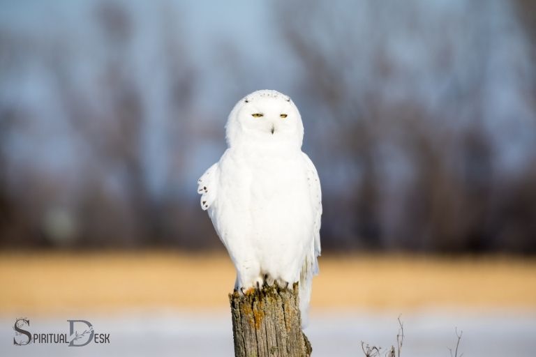 What Is the Spiritual Meaning of a White Owl