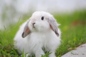 What Is the Spiritual Meaning of a White Rabbit? Innocence