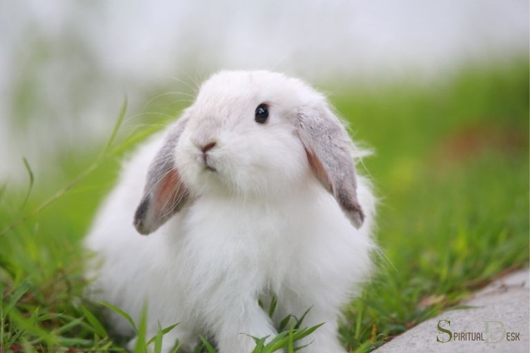 What Is the Spiritual Meaning of a White Rabbit