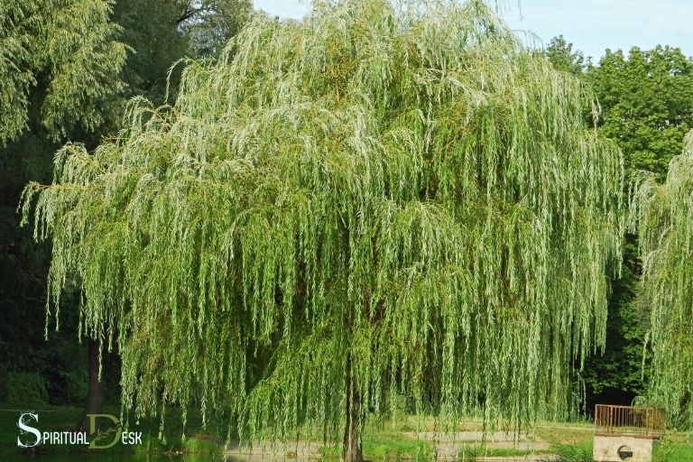 What Is the Spiritual Meaning of a Willow Tree