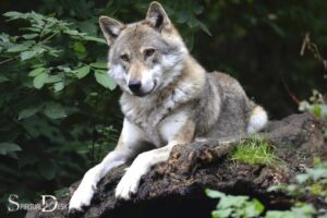 What Is the Spiritual Meaning of a Wolf? Personal Freedom