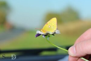 What Is the Spiritual Meaning of a Yellow Butterfly? Hope