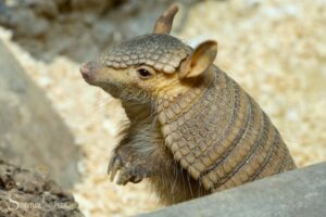 What Is the Spiritual Meaning of an Armadillo? Boundaries!