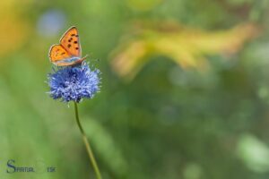 What Is the Spiritual Meaning of an Orange Butterfly? Growth