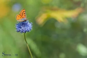 What Is the Spiritual Meaning of an Orange Butterfly