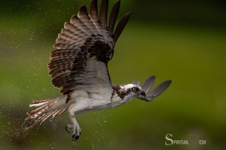 What Is the Spiritual Meaning of an Osprey