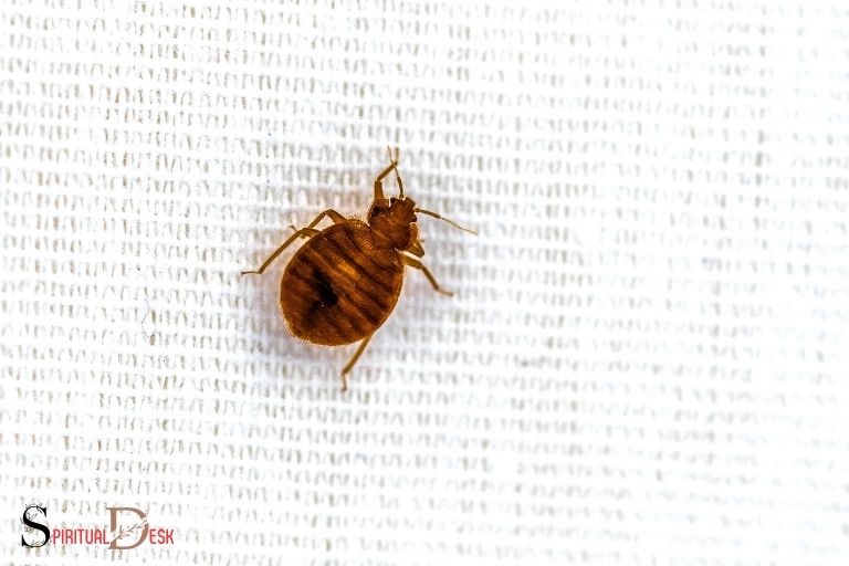 what is the spiritual meaning of bed bugs