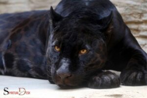 What is the Spiritual Meaning of Black Panther? Strength
