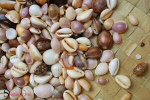 What is the Spiritual Meaning of Cowrie Shells? Prosperity