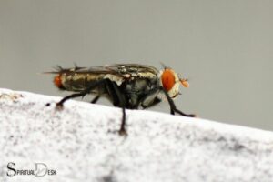 What is the Spiritual Meaning of Flies in Your House?Renewal
