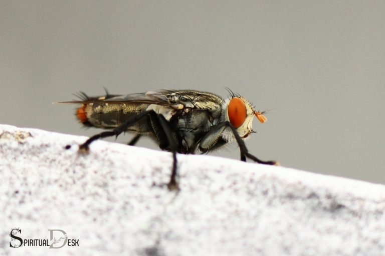 what is the spiritual meaning of flies in your house