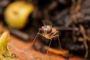 What is the Spiritual Meaning of Fruit Flies? Adaptability