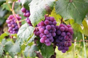 What is the Spiritual Meaning of Grapes? Transformation!