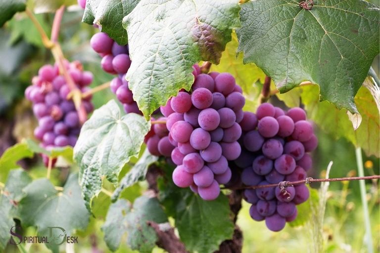 what is the spiritual meaning of grapes