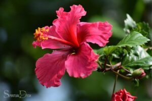 What is the Spiritual Meaning of Hibiscus? Femininity!