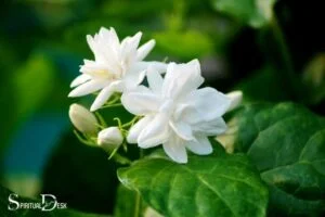 What is the Spiritual Meaning of Jasmine? Love, Purity!
